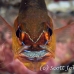 cardinalfish_goldbelly_bhr_tam_h_0269_bal6112.jpg